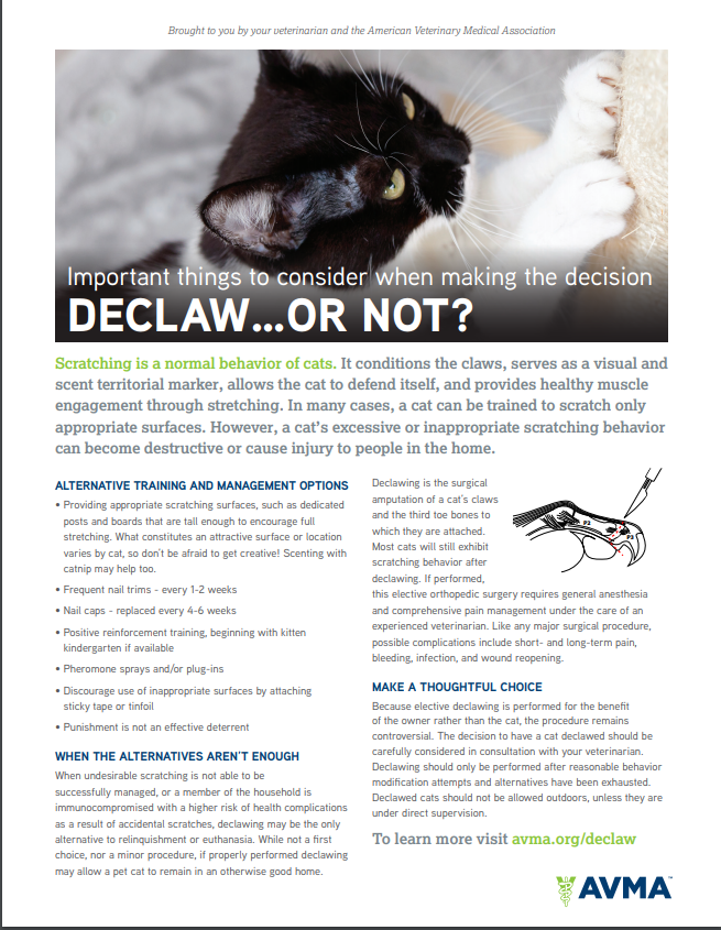 About Declawing Brick City Cat Hospital Ocala, FL About Declawing Brick City Cat Hospital Ocala, FL
